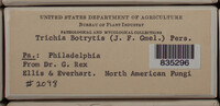 Trichia botrytis var. botrytis image